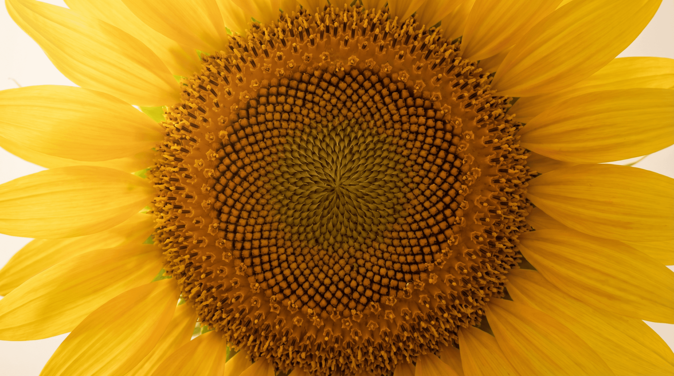 Cómo cuidar girasoles cortados para que duren más