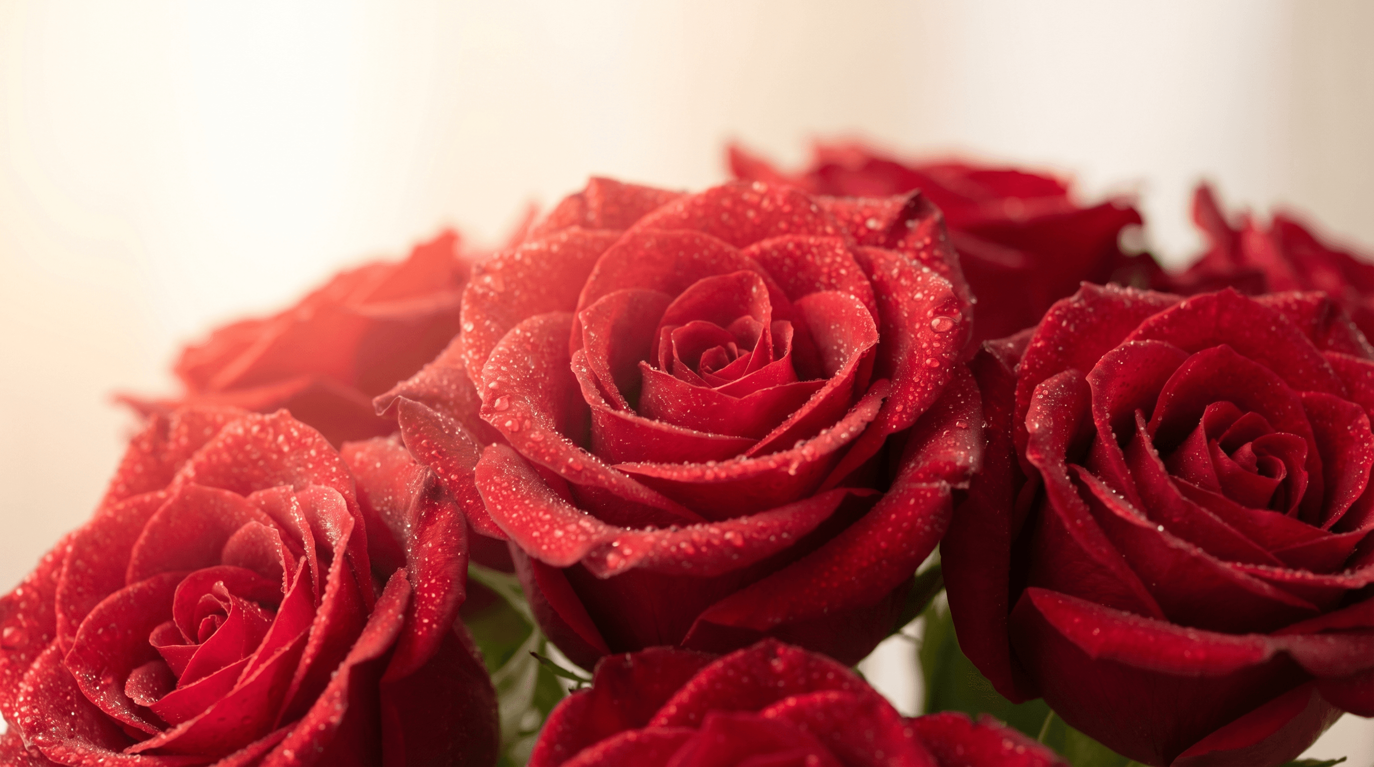 Cómo cuidar rosas cortadas para que duren más