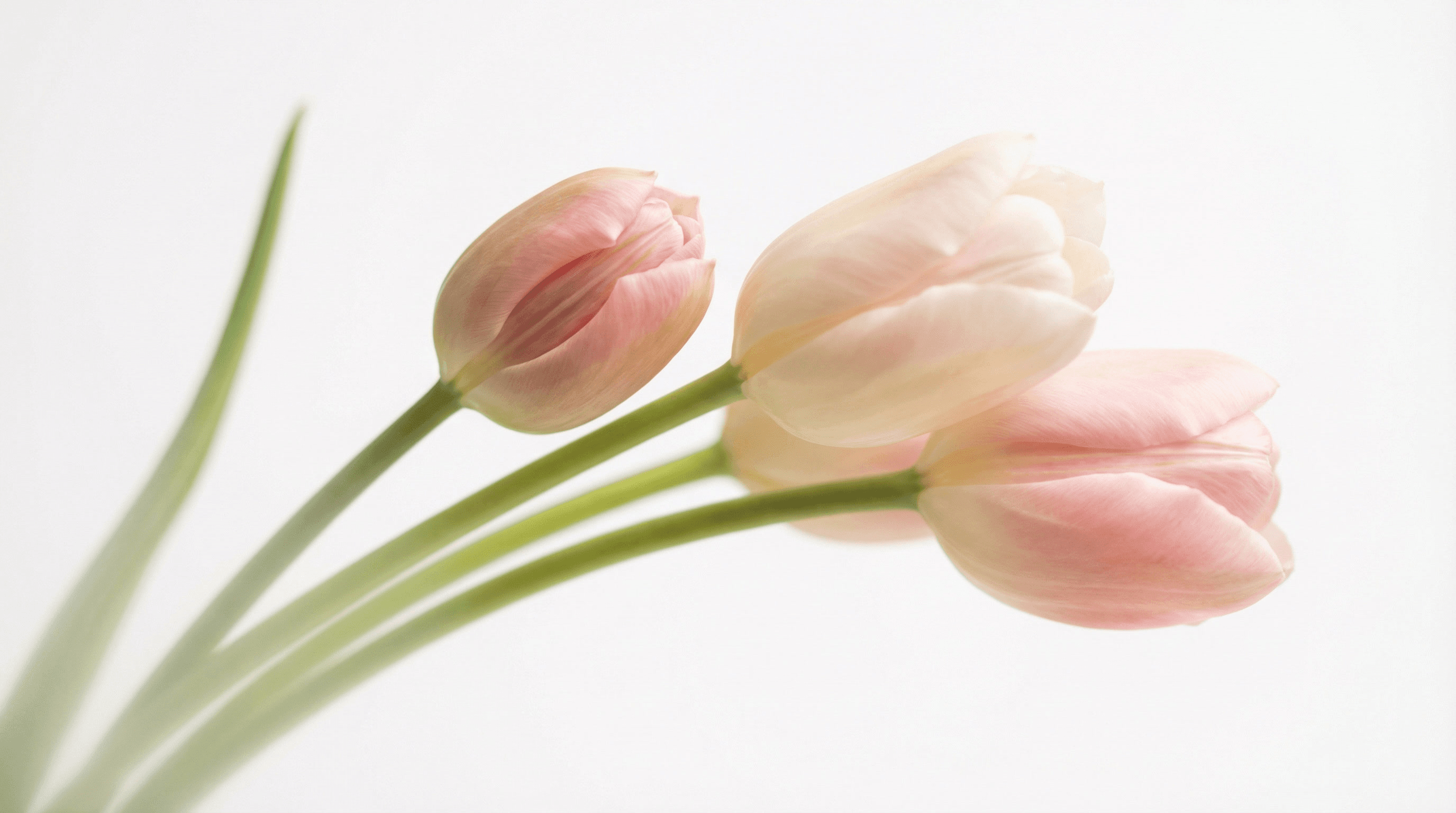 Cómo cuidar tulipanes cortados: todo lo que los hace diferentes